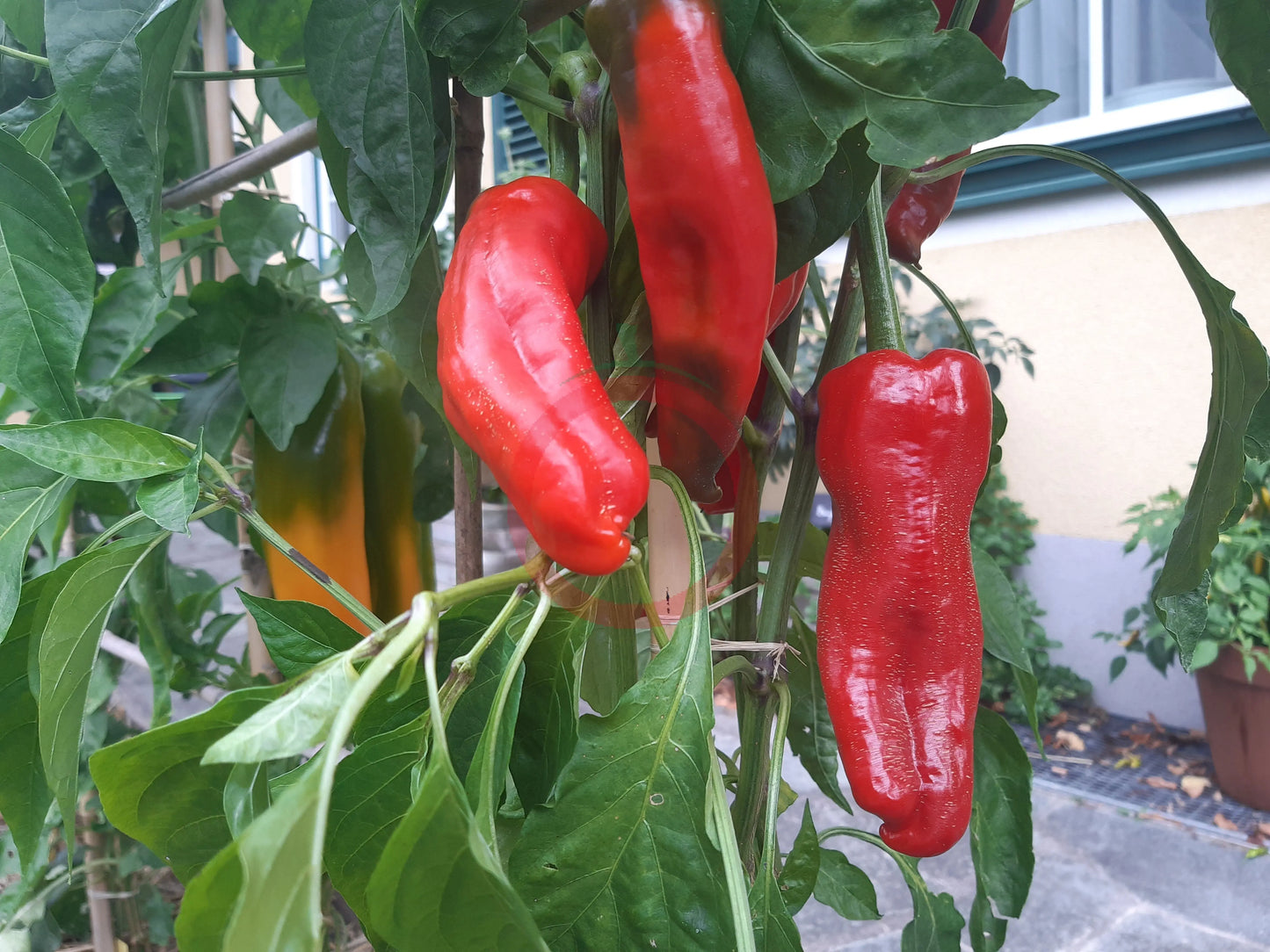 Cristal DER TOMATENFLÜSTERER