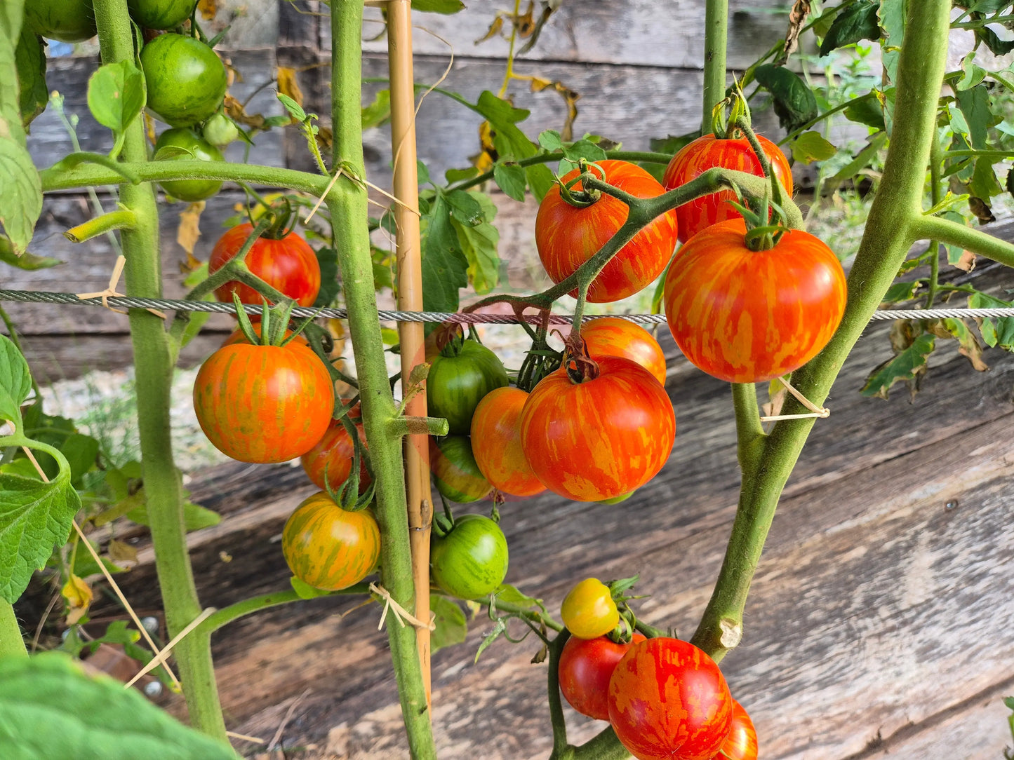 Csikos Botermo DER TOMATENFLÜSTERER