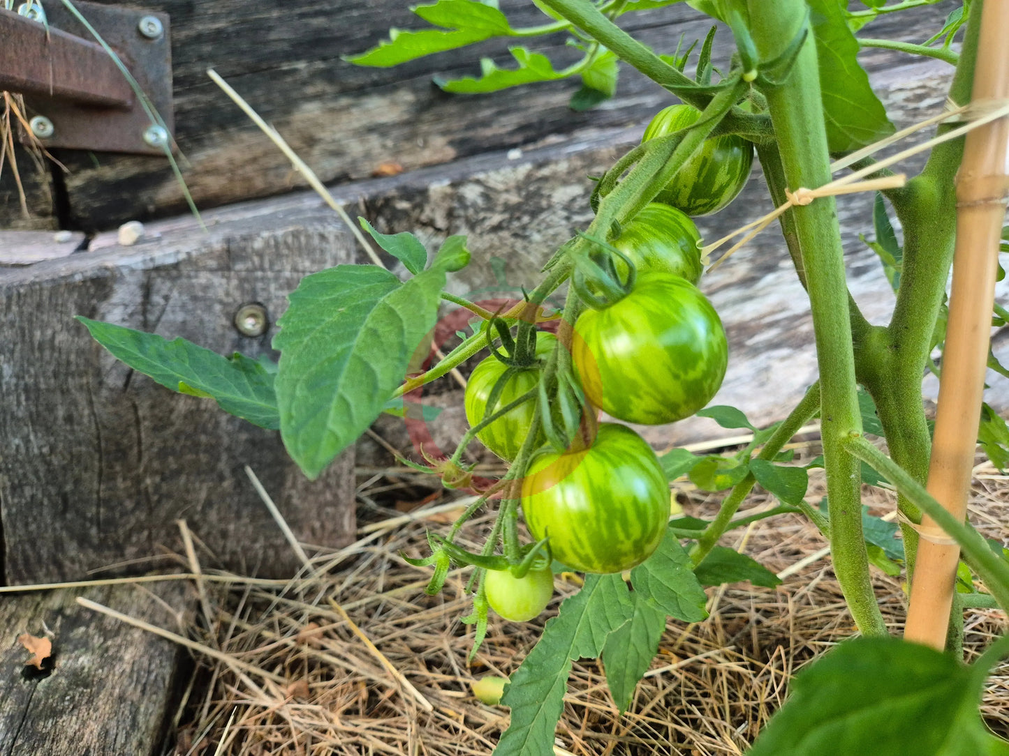 Csikos Botermo DER TOMATENFLÜSTERER