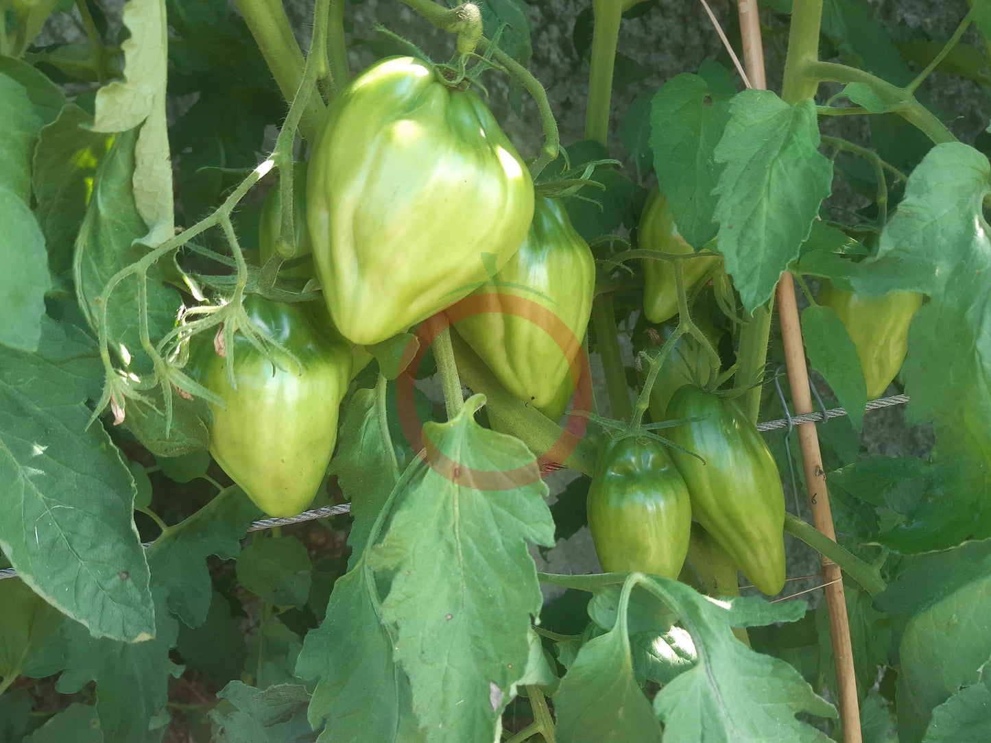 Cuban Pepper Like DER TOMATENFLÜSTERER
