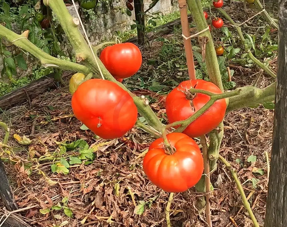 Cuostralée DER TOMATENFLÜSTERER