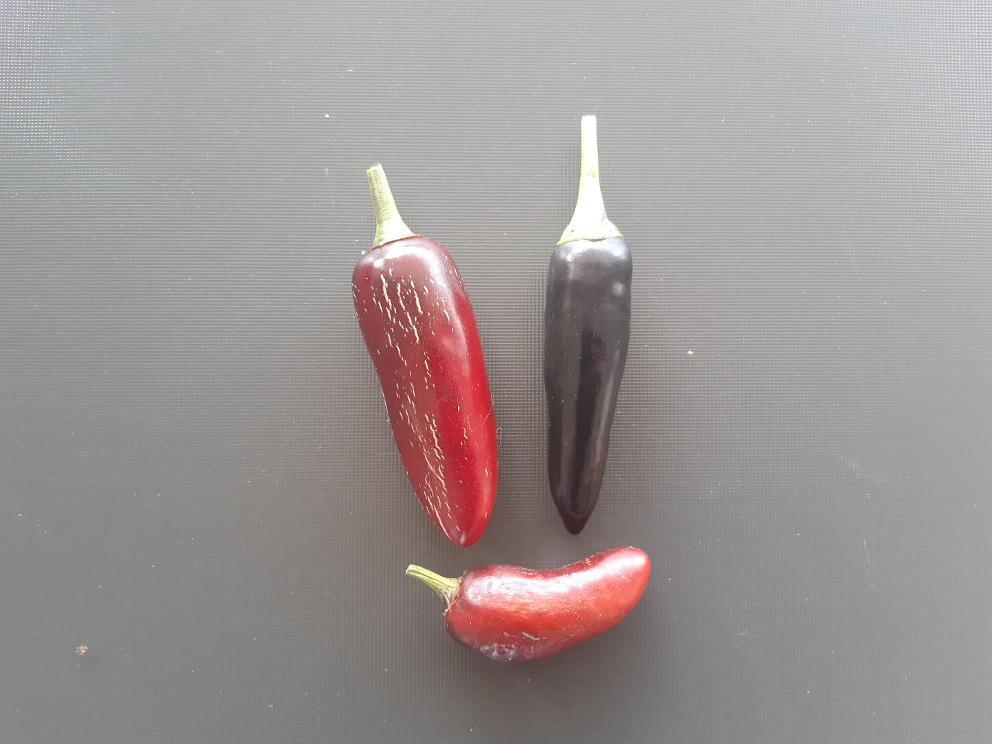 Czech Black DER TOMATENFLÜSTERER