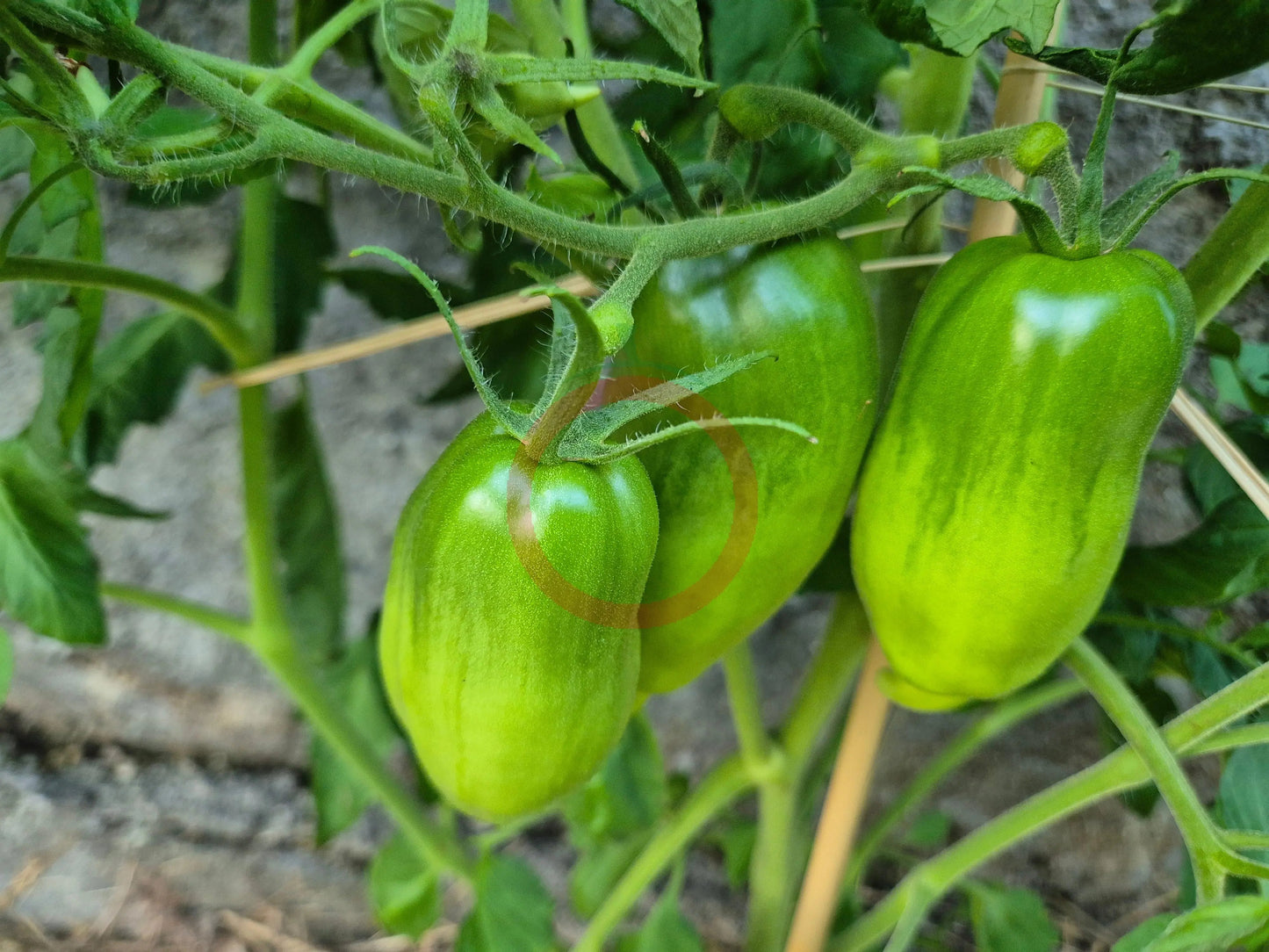 Dad´s Barber Paste DER TOMATENFLÜSTERER