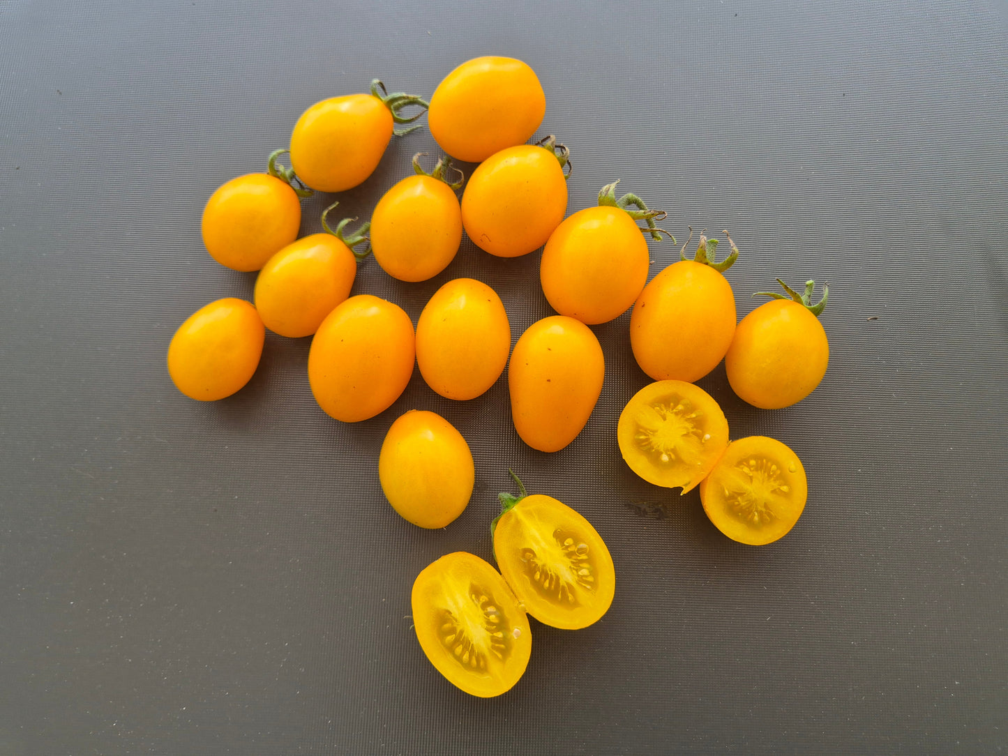 Datterino Zebra DER TOMATENFLÜSTERER