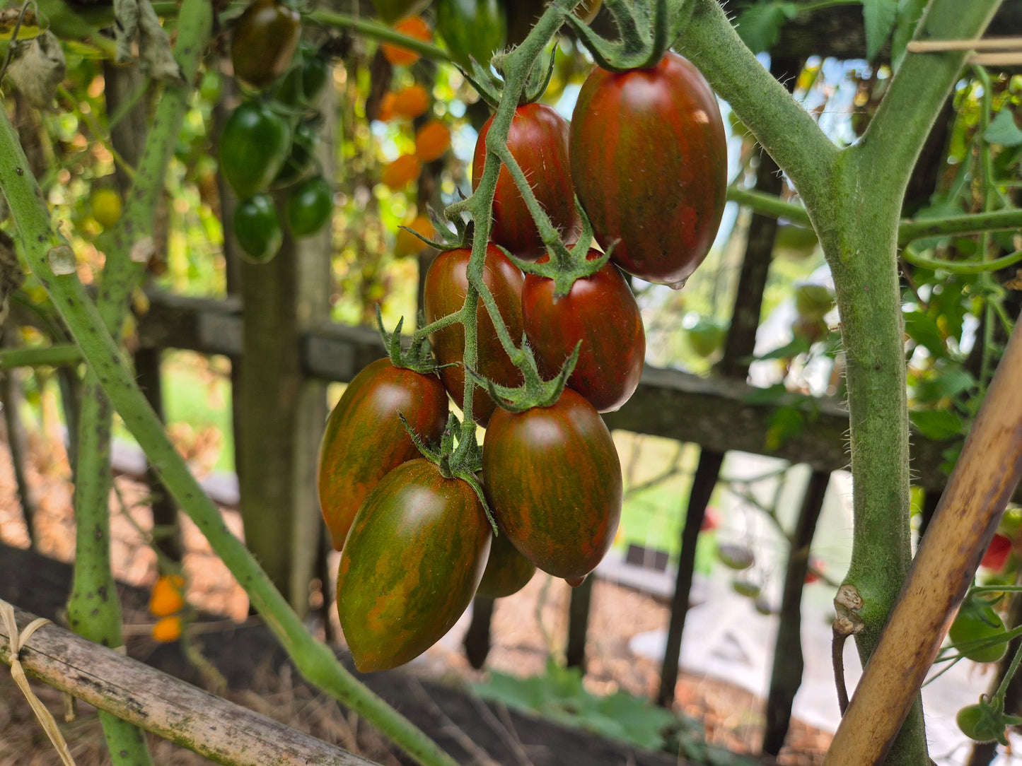 Datterino Nero di Cino