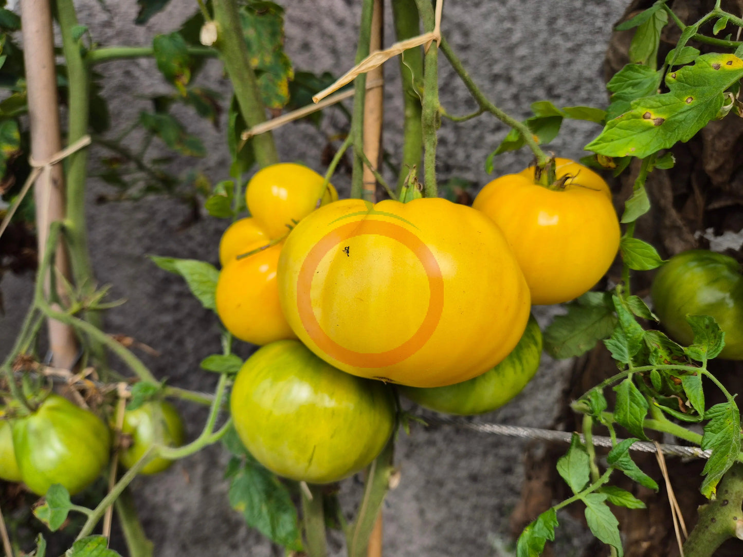 David´s Ivory Pineapple DER TOMATENFLÜSTERER