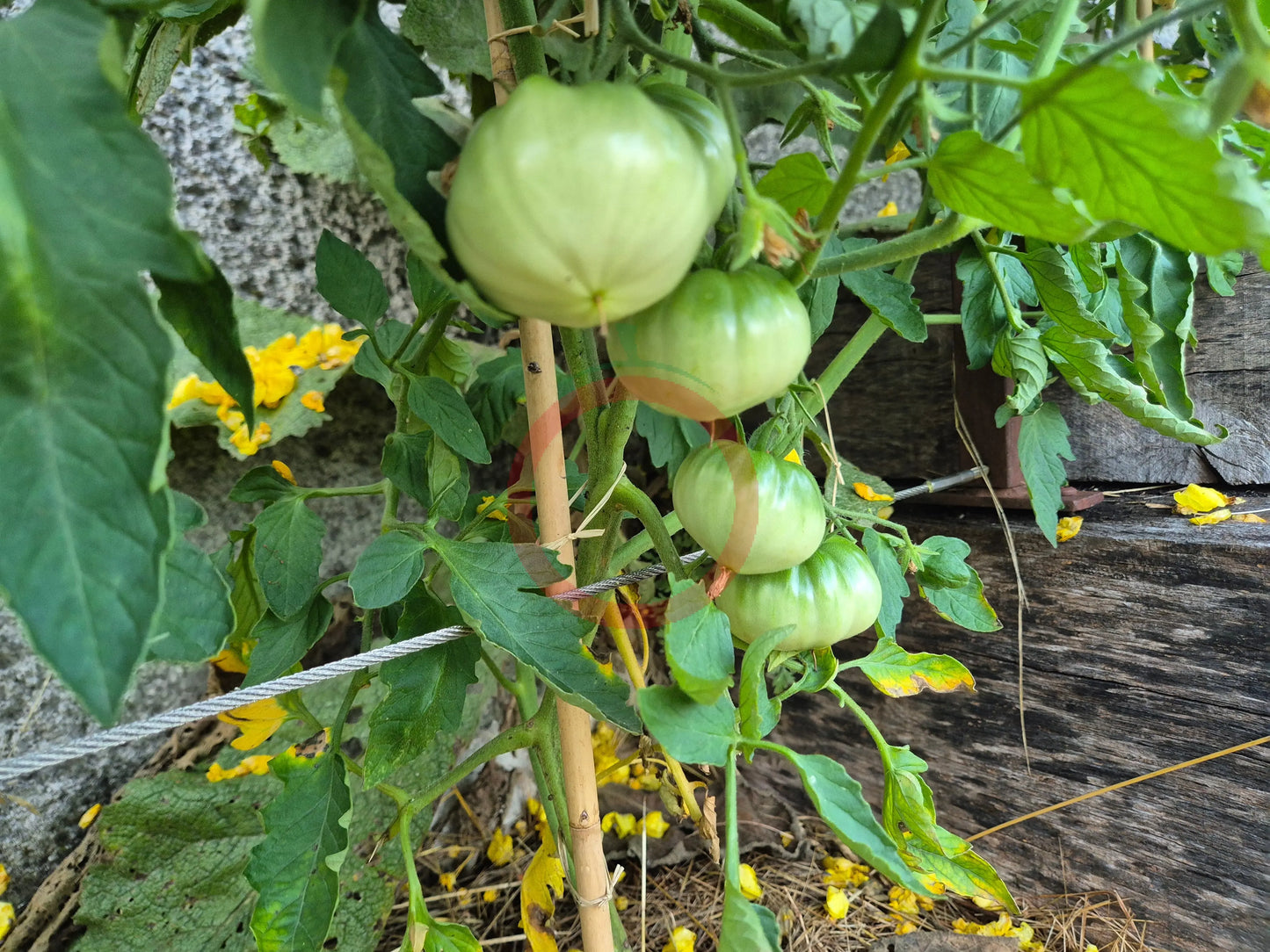David´s Ivory Pineapple DER TOMATENFLÜSTERER