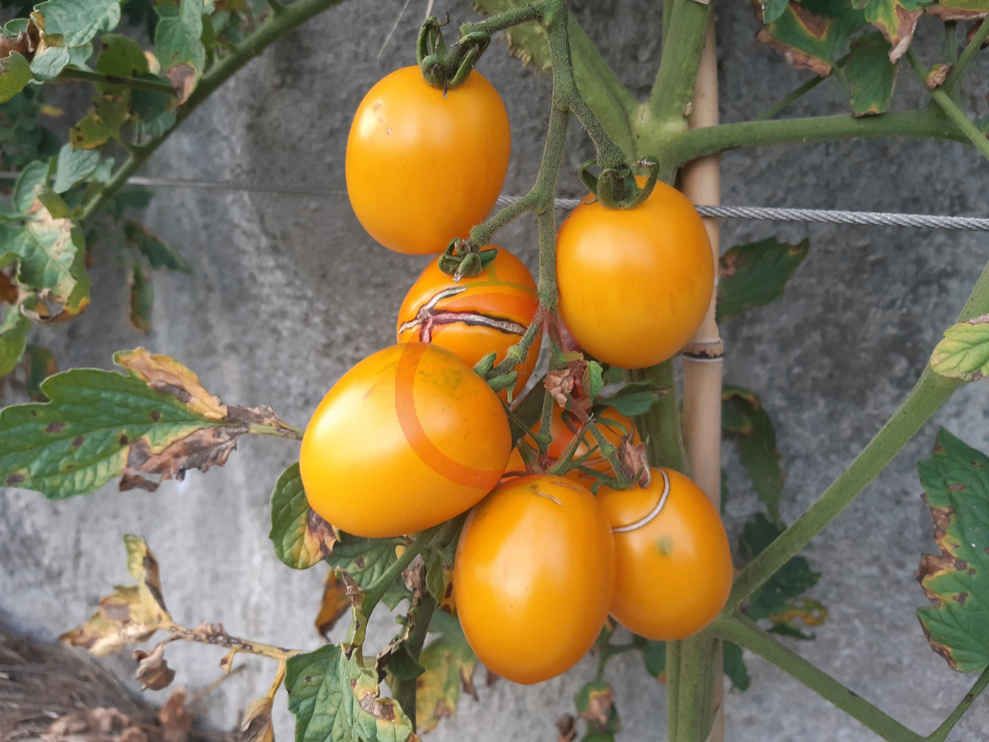 De Berao gelb DER TOMATENFLÜSTERER