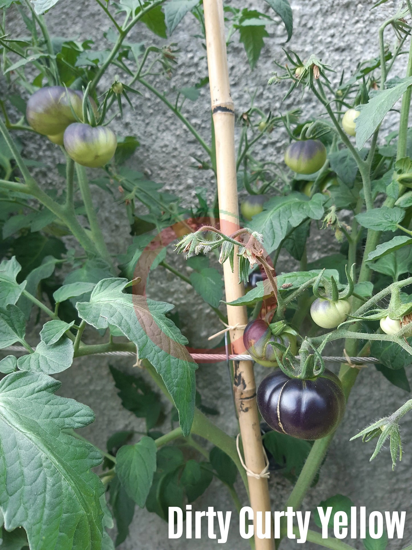 Dirty Curty Yellow DER TOMATENFLÜSTERER