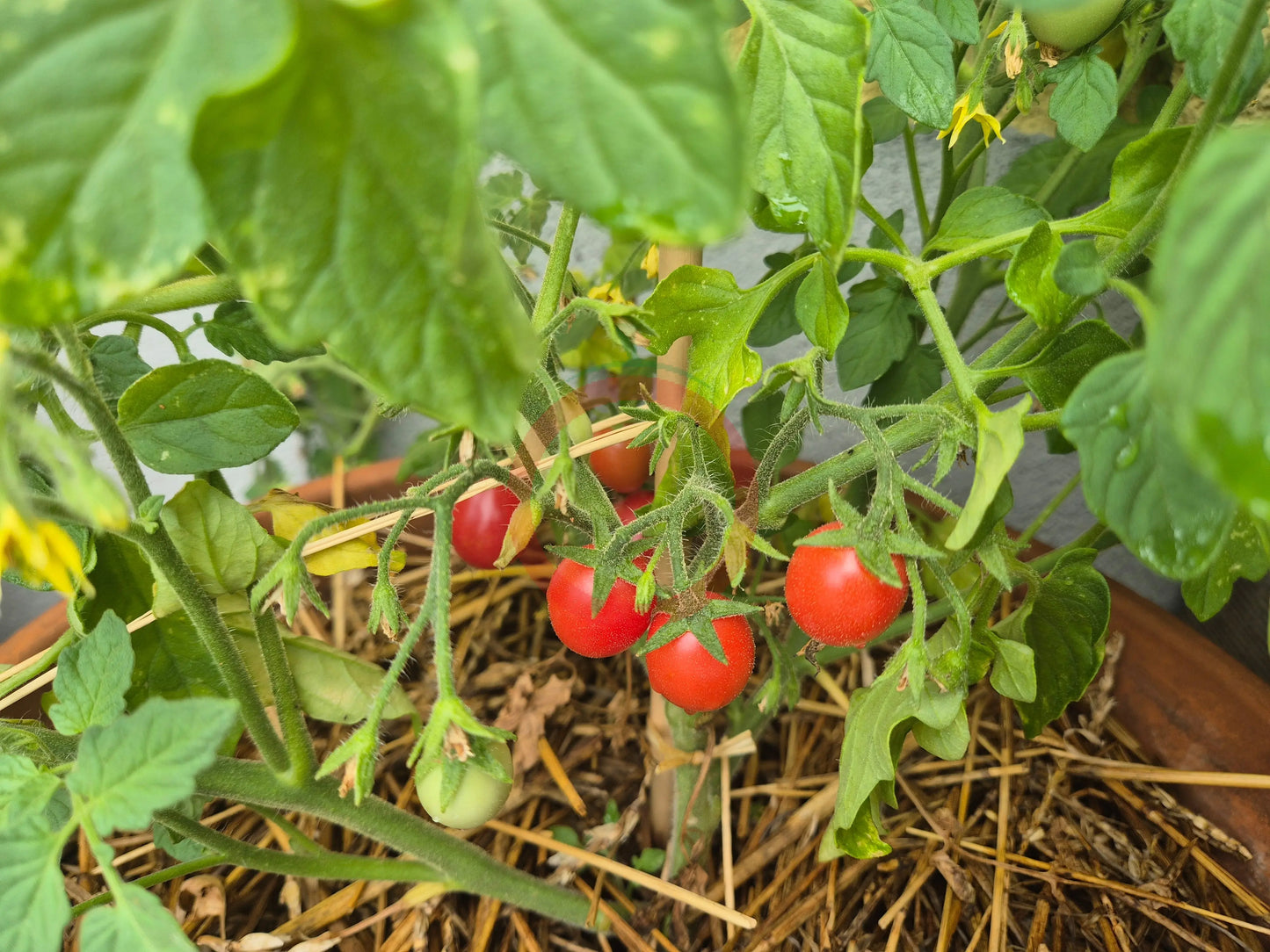 Ditmarsher DER TOMATENFLÜSTERER