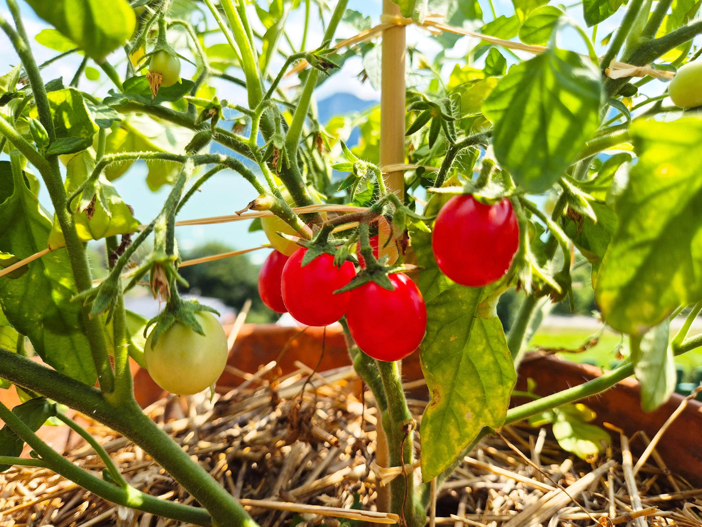Ditmarsher DER TOMATENFLÜSTERER
