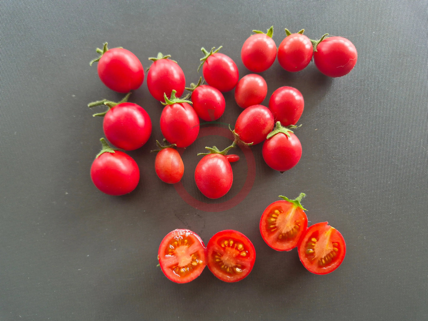 Ditmarsher DER TOMATENFLÜSTERER