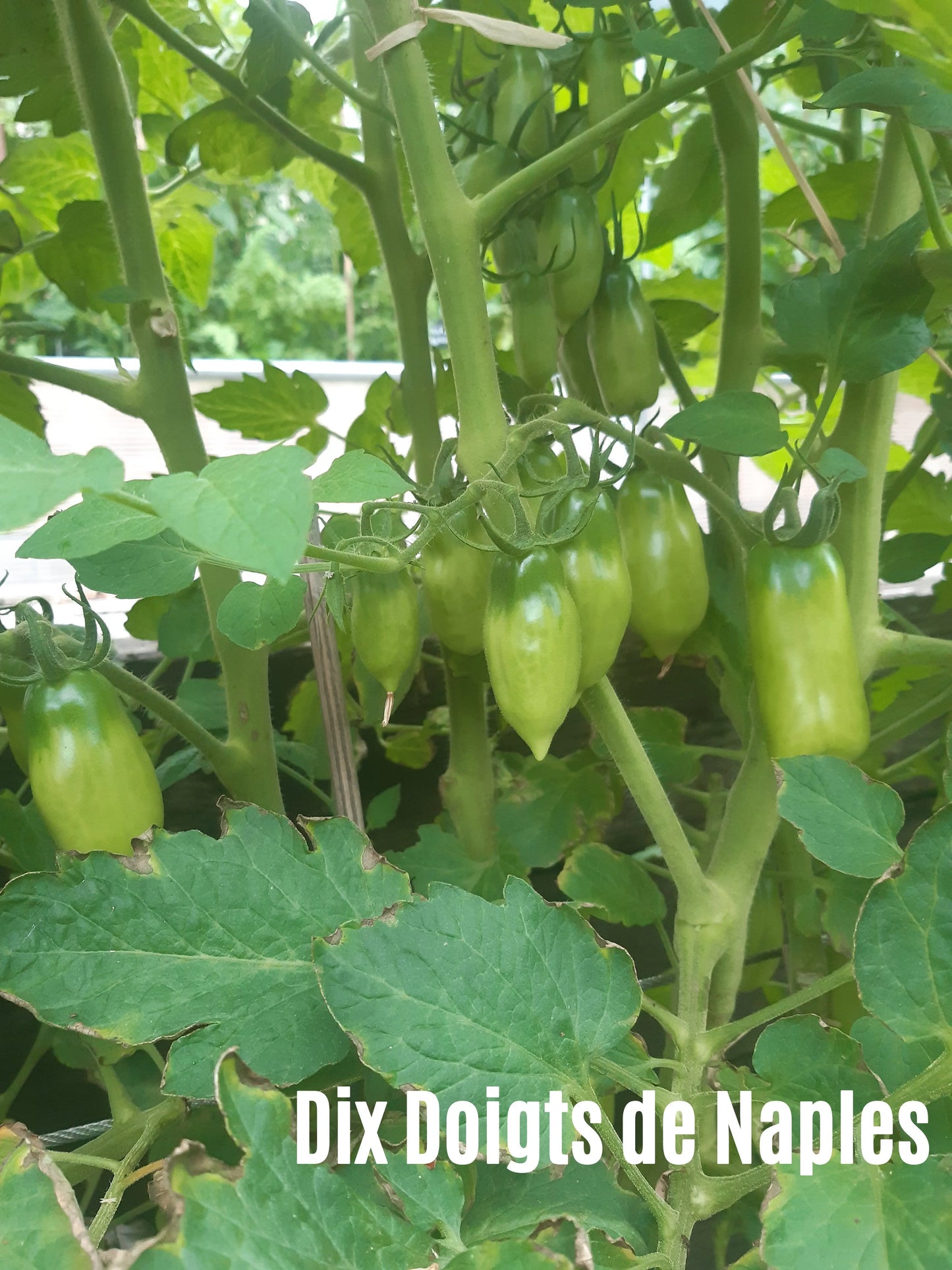 Dix Doigts de Naples DER TOMATENFLÜSTERER