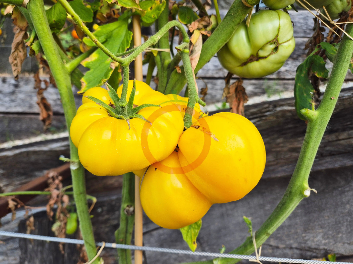 Dixie Golden Giant DER TOMATENFLÜSTERER
