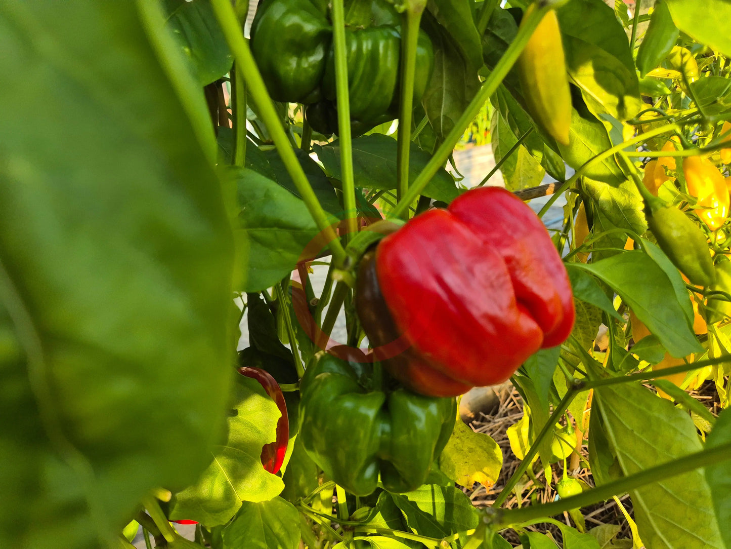 Dolma Kandil DER TOMATENFLÜSTERER