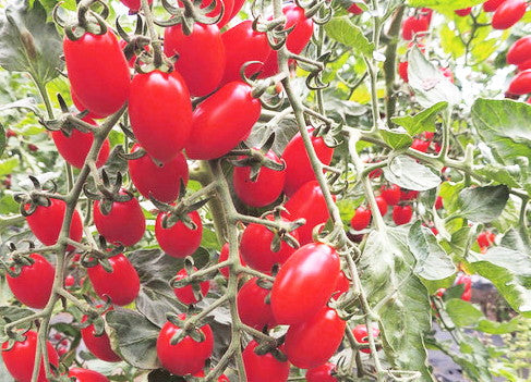 Donatellina DER TOMATENFLÜSTERER