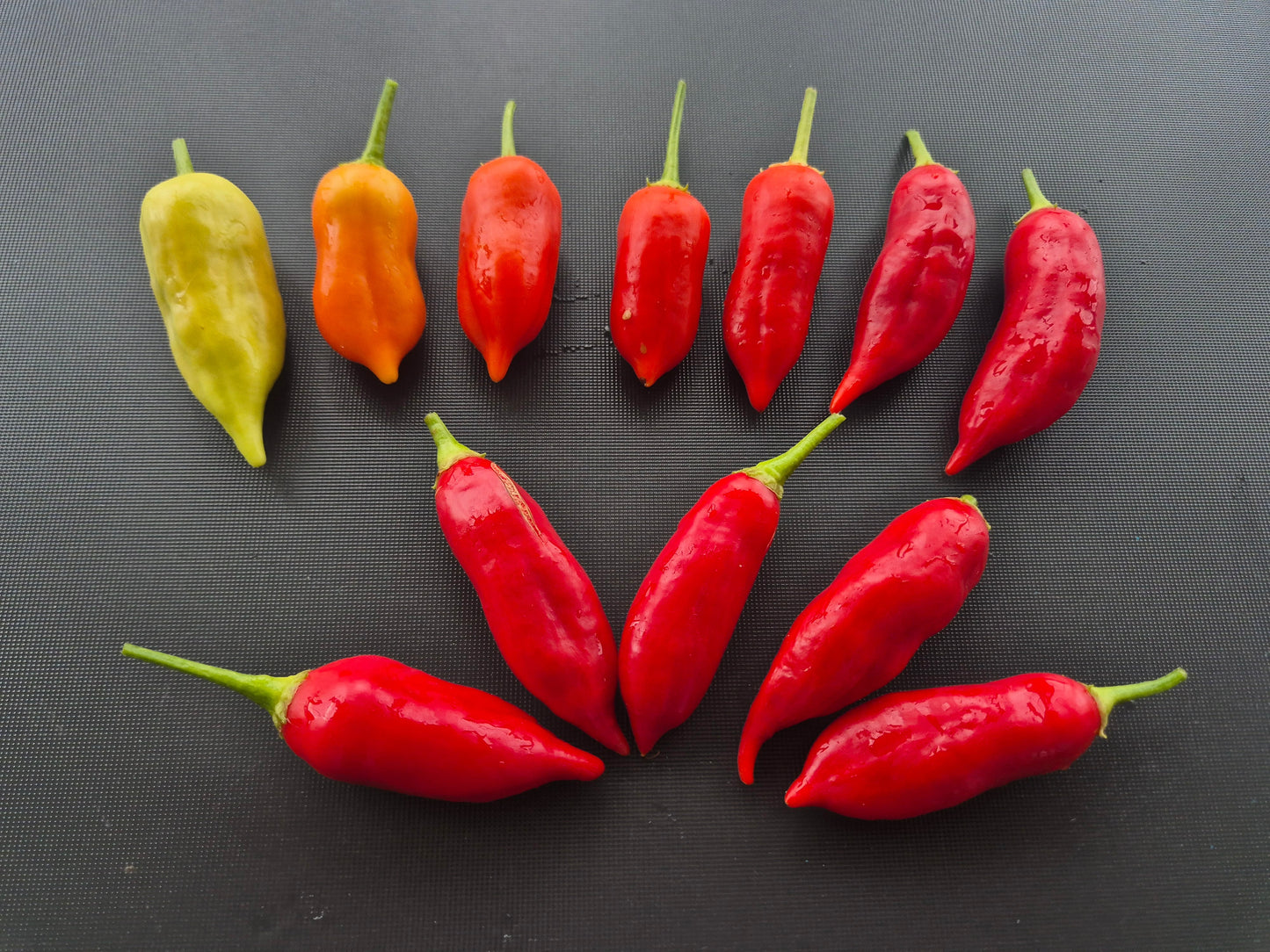 Dong Xuan Market DER TOMATENFLÜSTERER