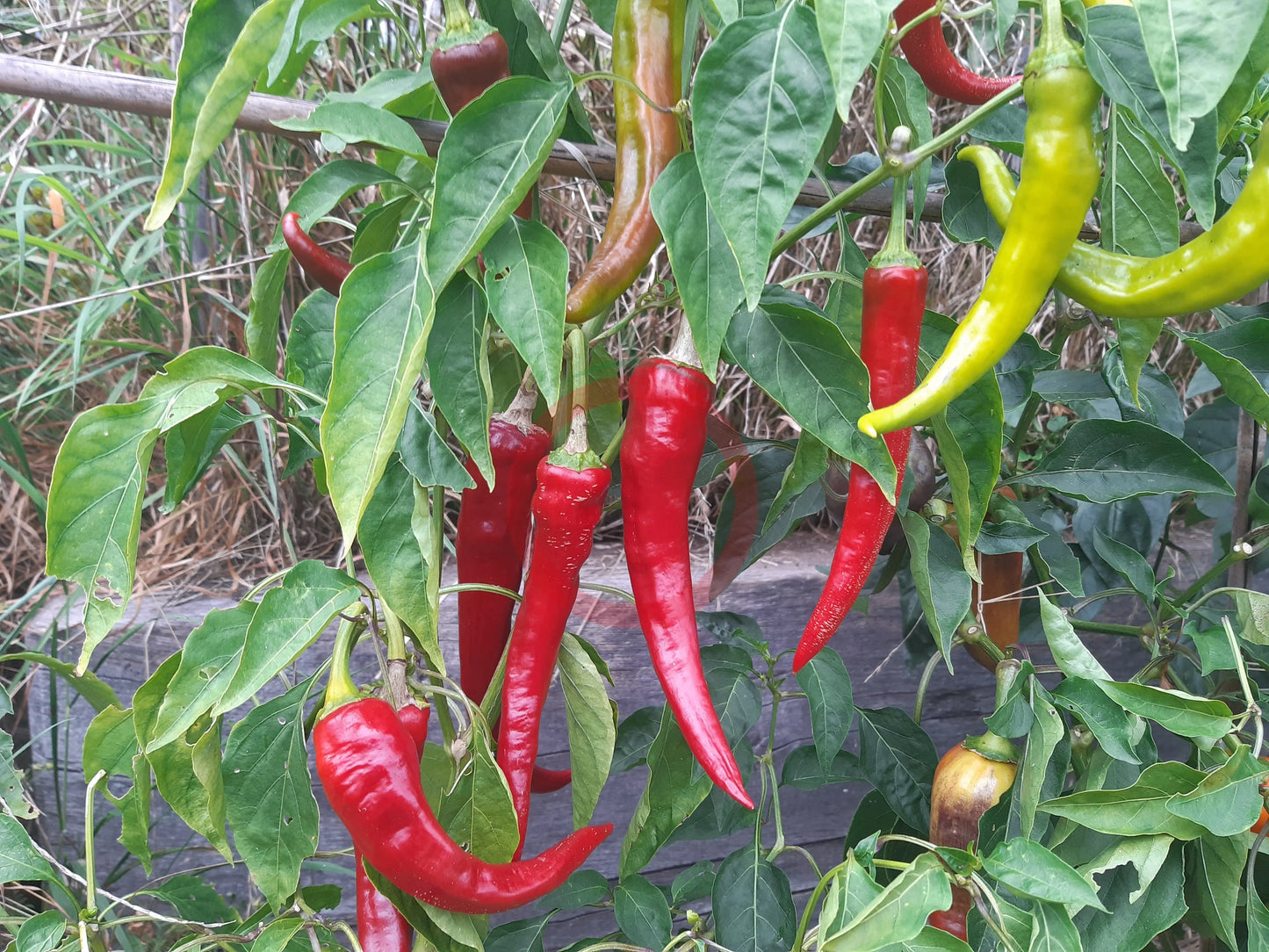 Doux Long des Landes DER TOMATENFLÜSTERER