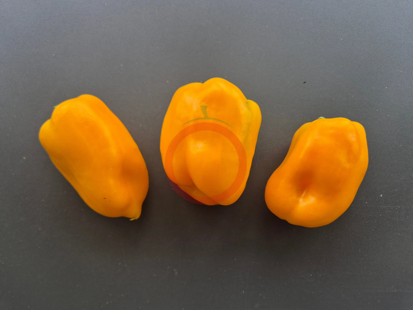 Dr. Watson DER TOMATENFLÜSTERER