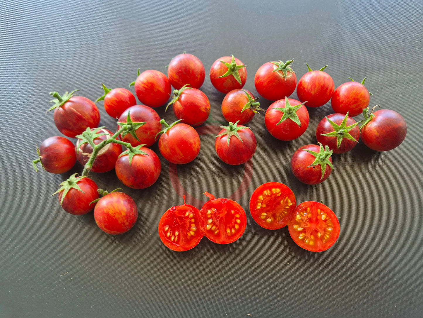 Dwarf Balkan Tiger DER TOMATENFLÜSTERER