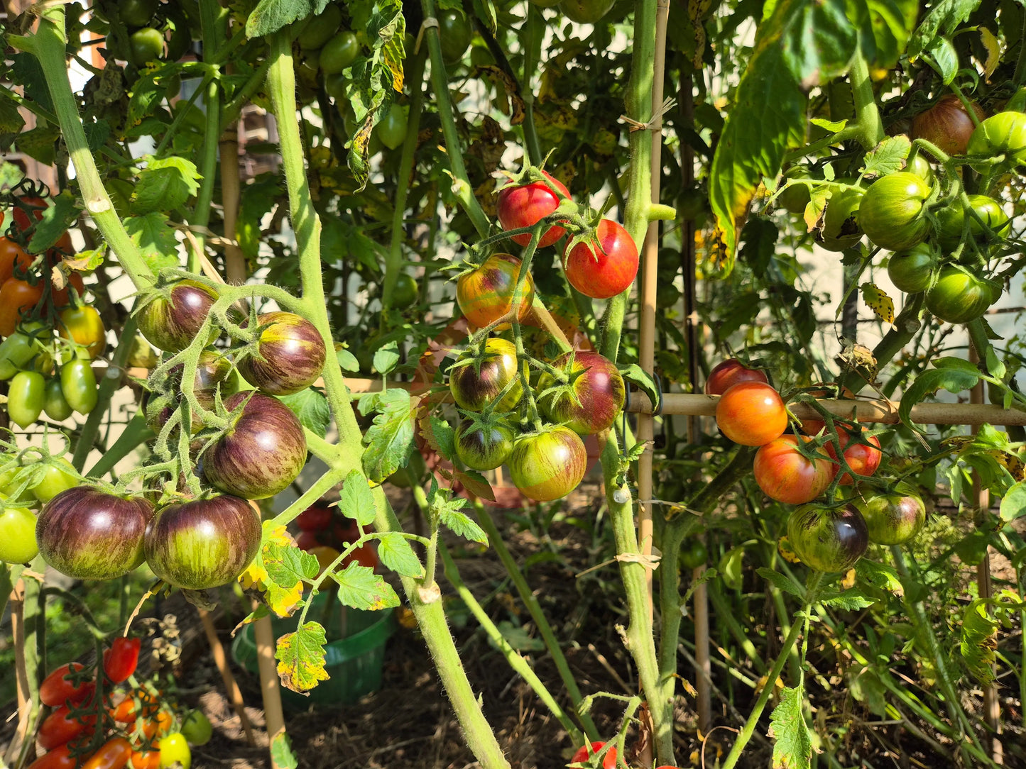 Dwarf Balkan Tiger DER TOMATENFLÜSTERER