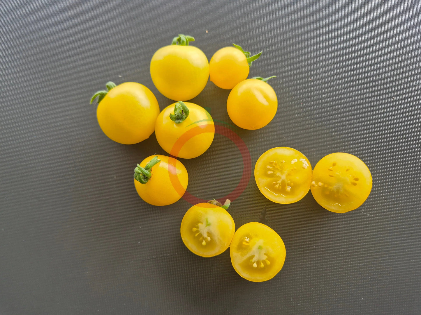 Dwarf Birdie Jaune DER TOMATENFLÜSTERER