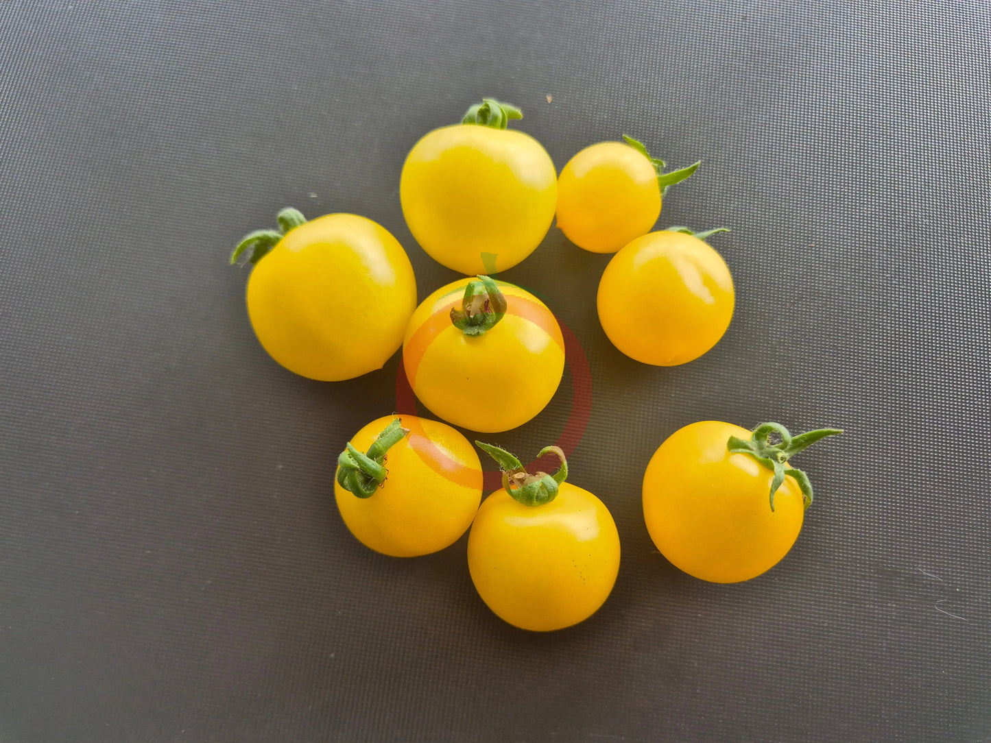 Dwarf Birdie Jaune DER TOMATENFLÜSTERER