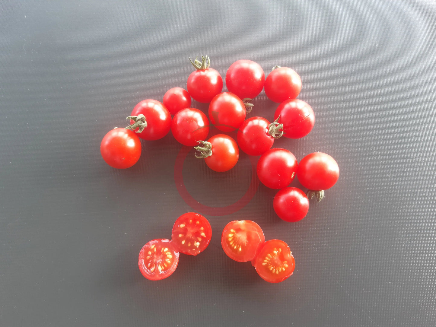 Dwarf Birdie Rouge DER TOMATENFLÜSTERER