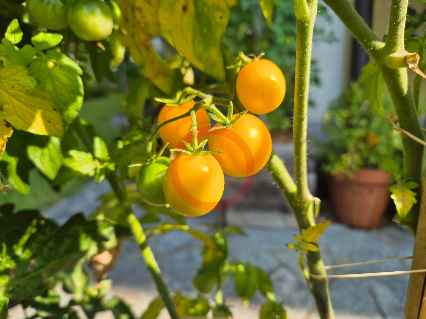 Dwarf Eagle Smiley DER TOMATENFLÜSTERER