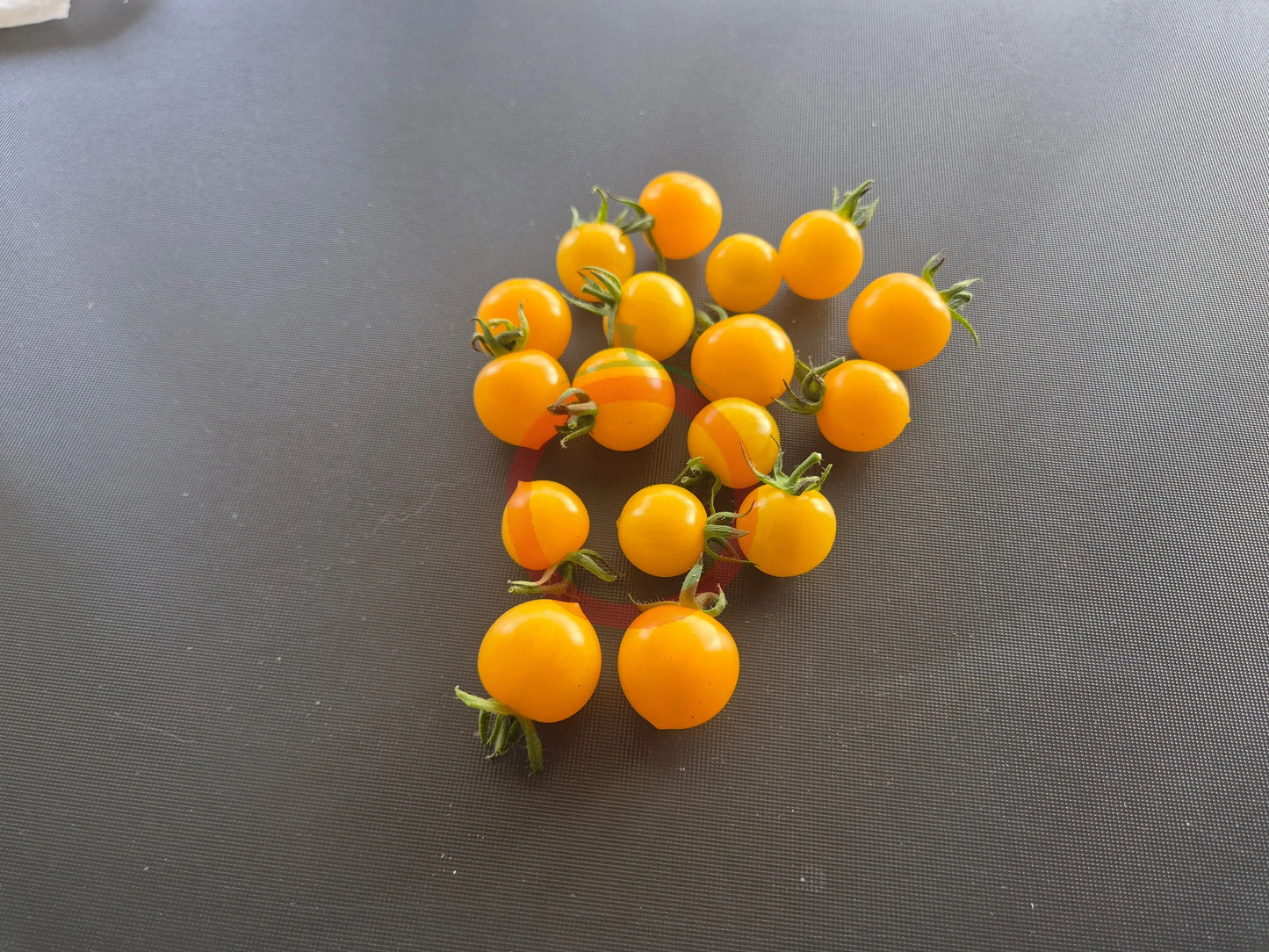 Dwarf Eagle Smiley DER TOMATENFLÜSTERER