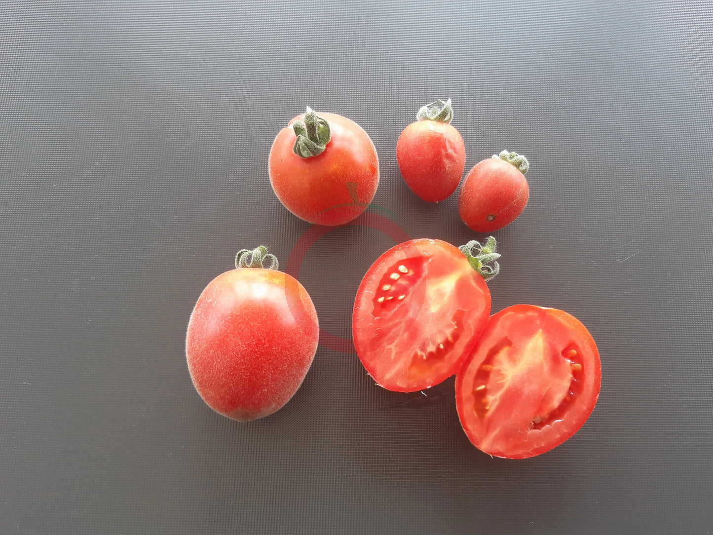 Dwarf Furry Bumblebee DER TOMATENFLÜSTERER