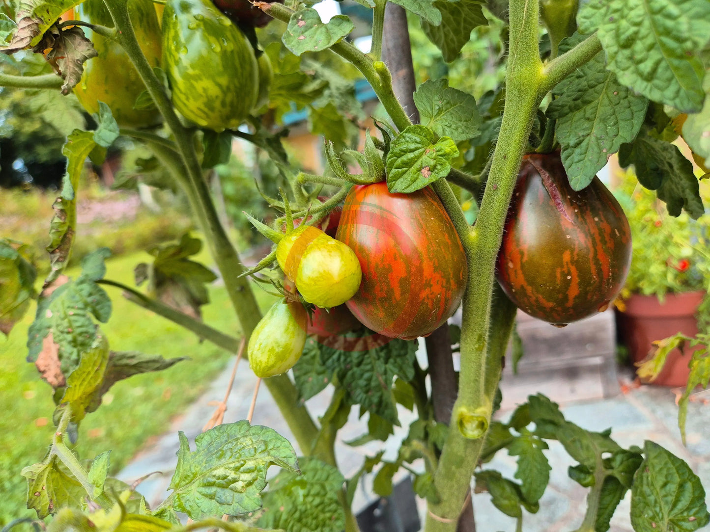 Dwarf Maritime Bells DER TOMATENFLÜSTERER