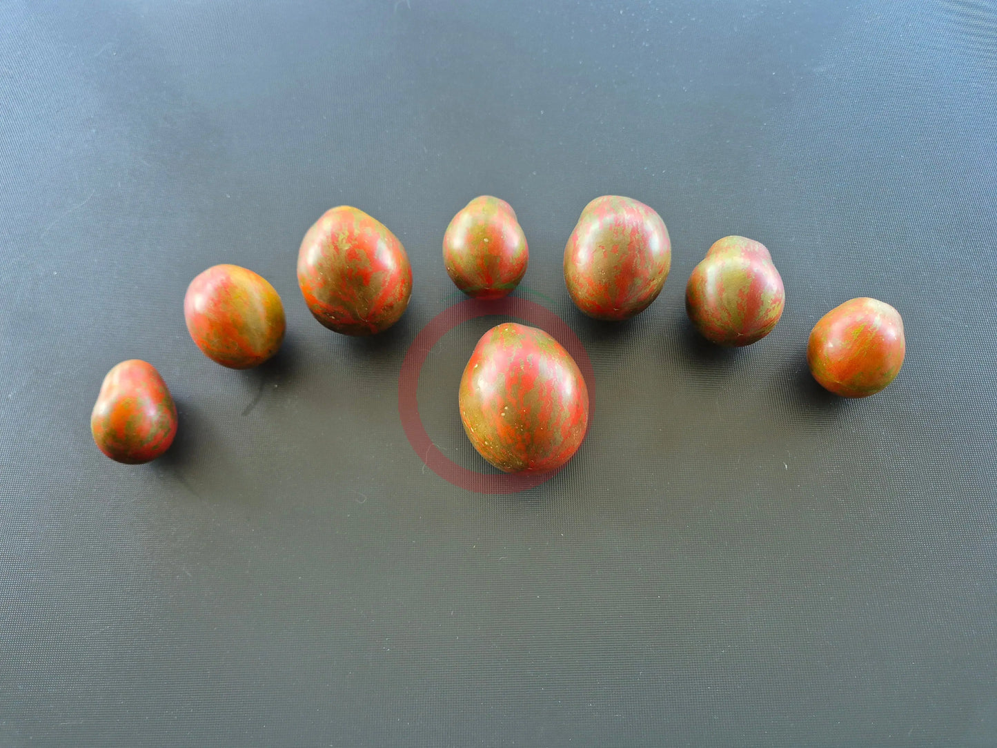 Dwarf Maritime Bells DER TOMATENFLÜSTERER