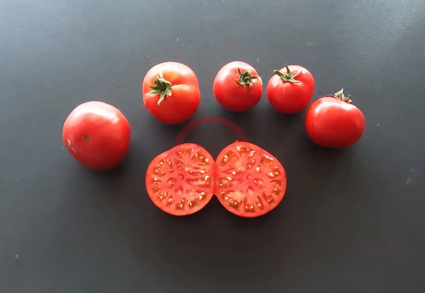 Early Bird DER TOMATENFLÜSTERER