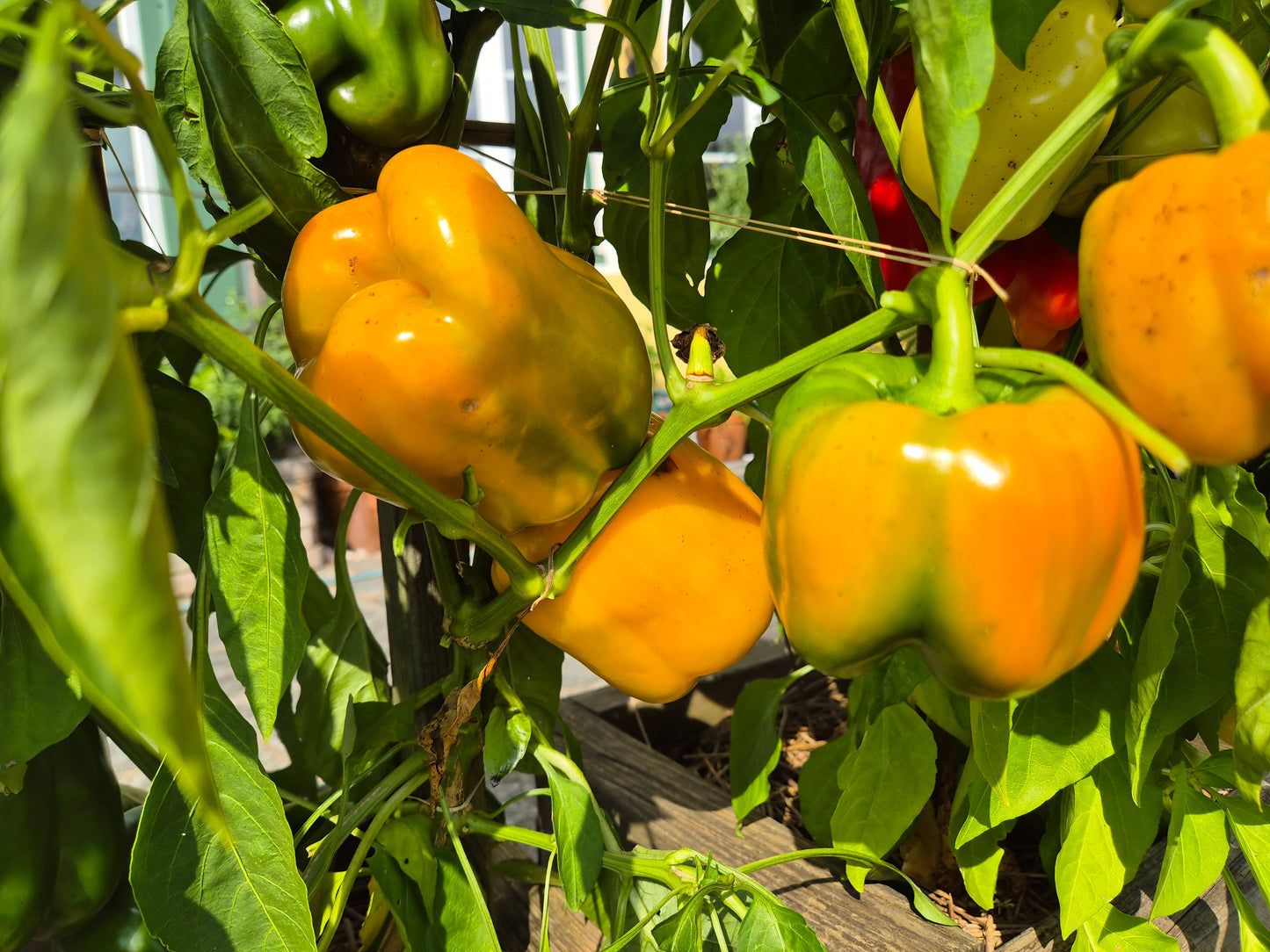 Early Sensation DER TOMATENFLÜSTERER