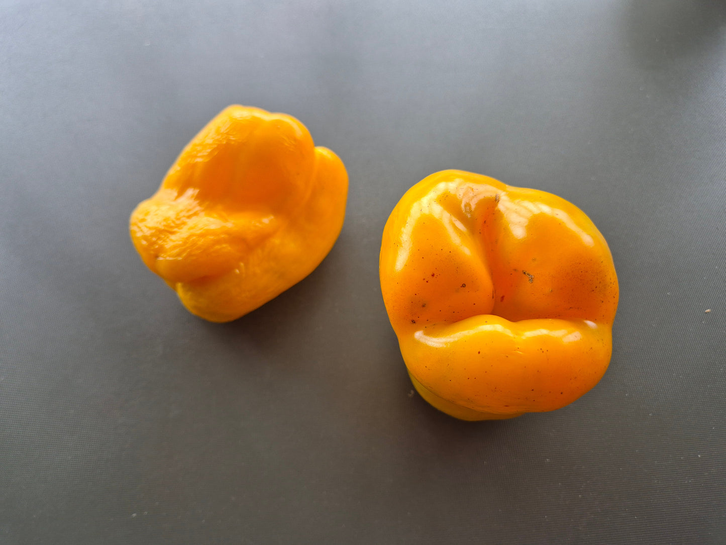 Early Sensation DER TOMATENFLÜSTERER