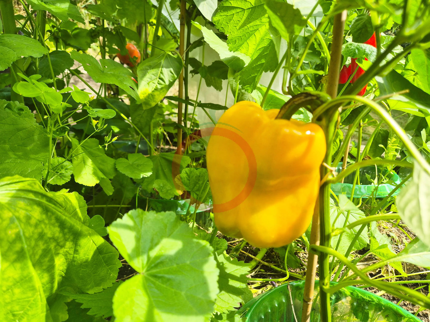 Early Sensation DER TOMATENFLÜSTERER