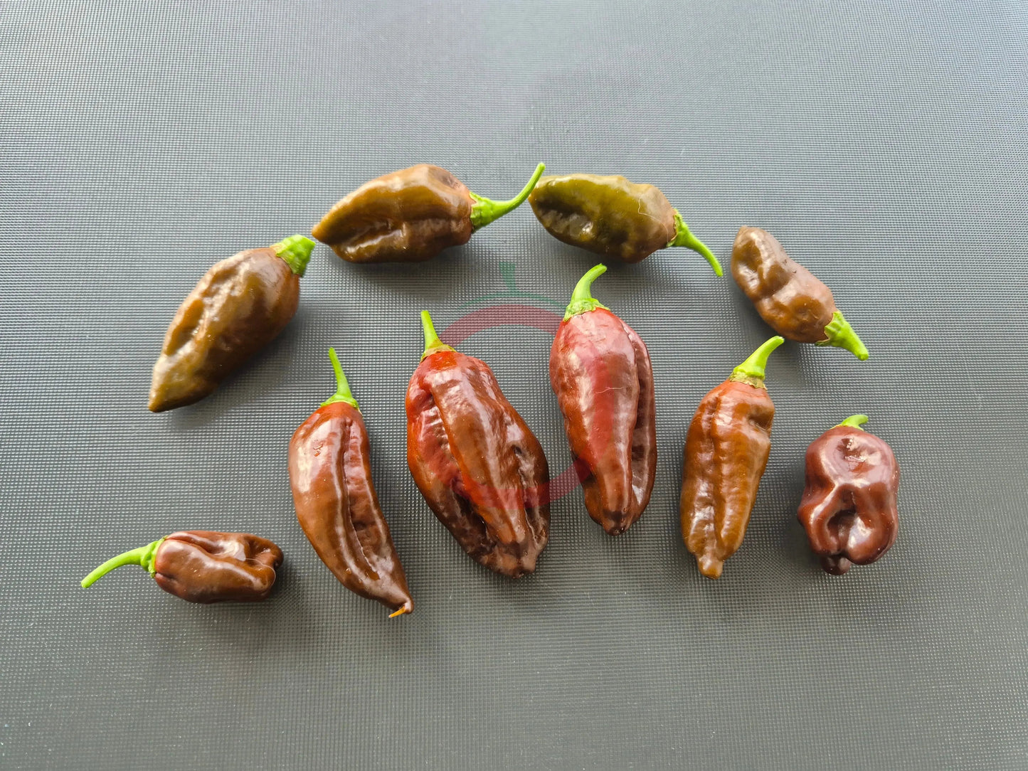 Ecuadorian Brown DER TOMATENFLÜSTERER