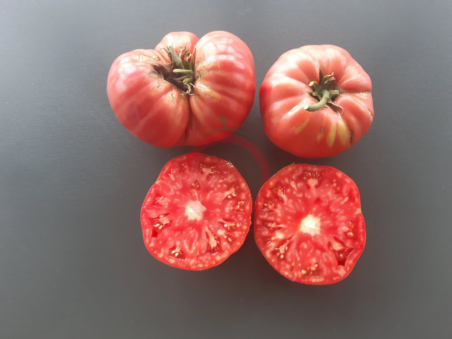 El Amar DER TOMATENFLÜSTERER