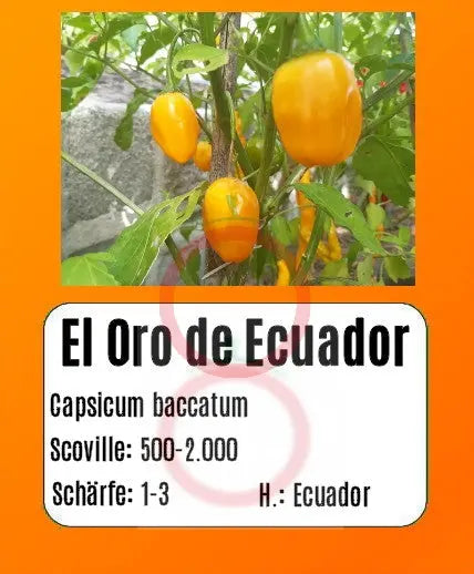 El Oro de Ecuador DER TOMATENFLÜSTERER