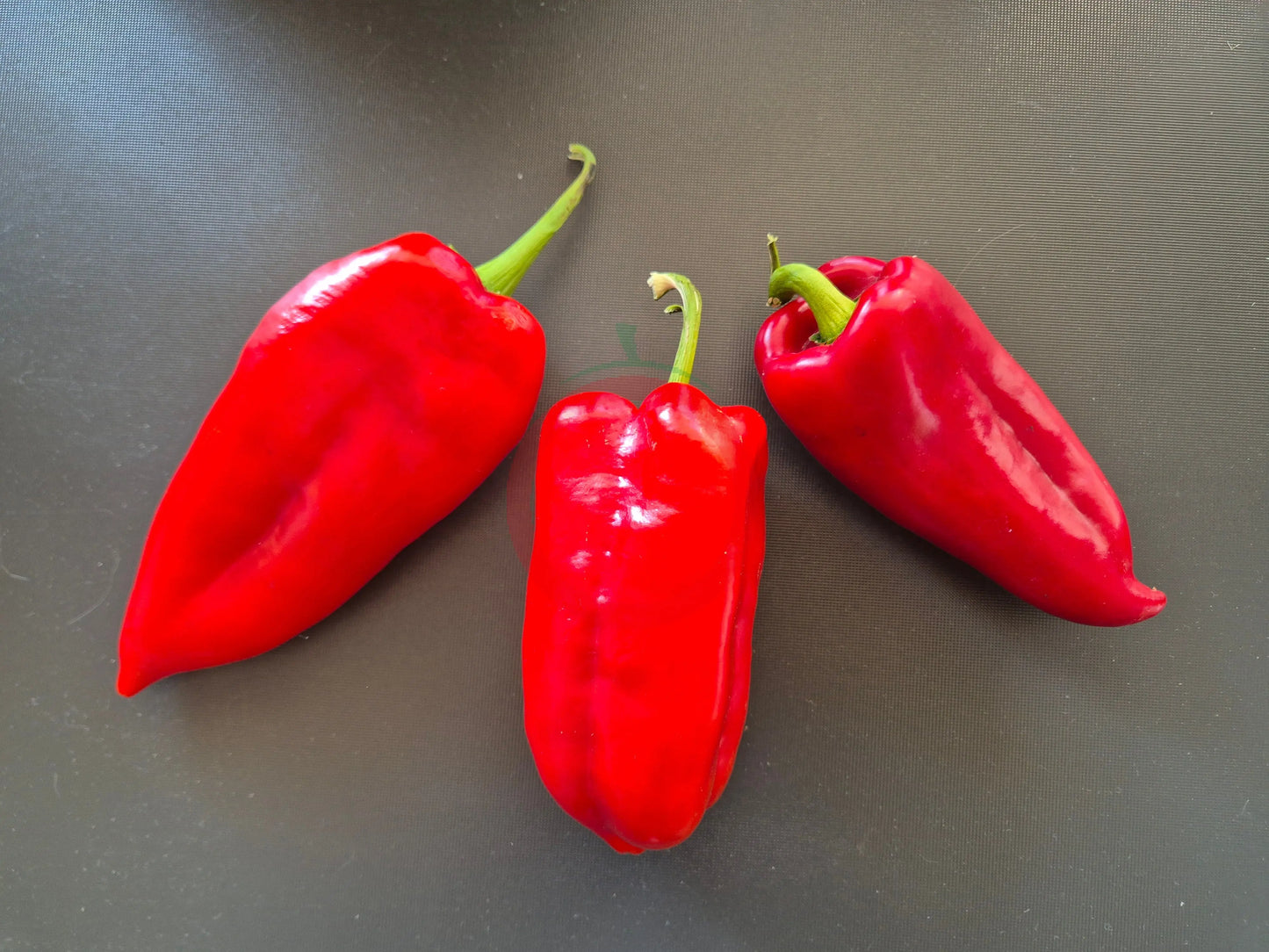 Elefantenohr DER TOMATENFLÜSTERER