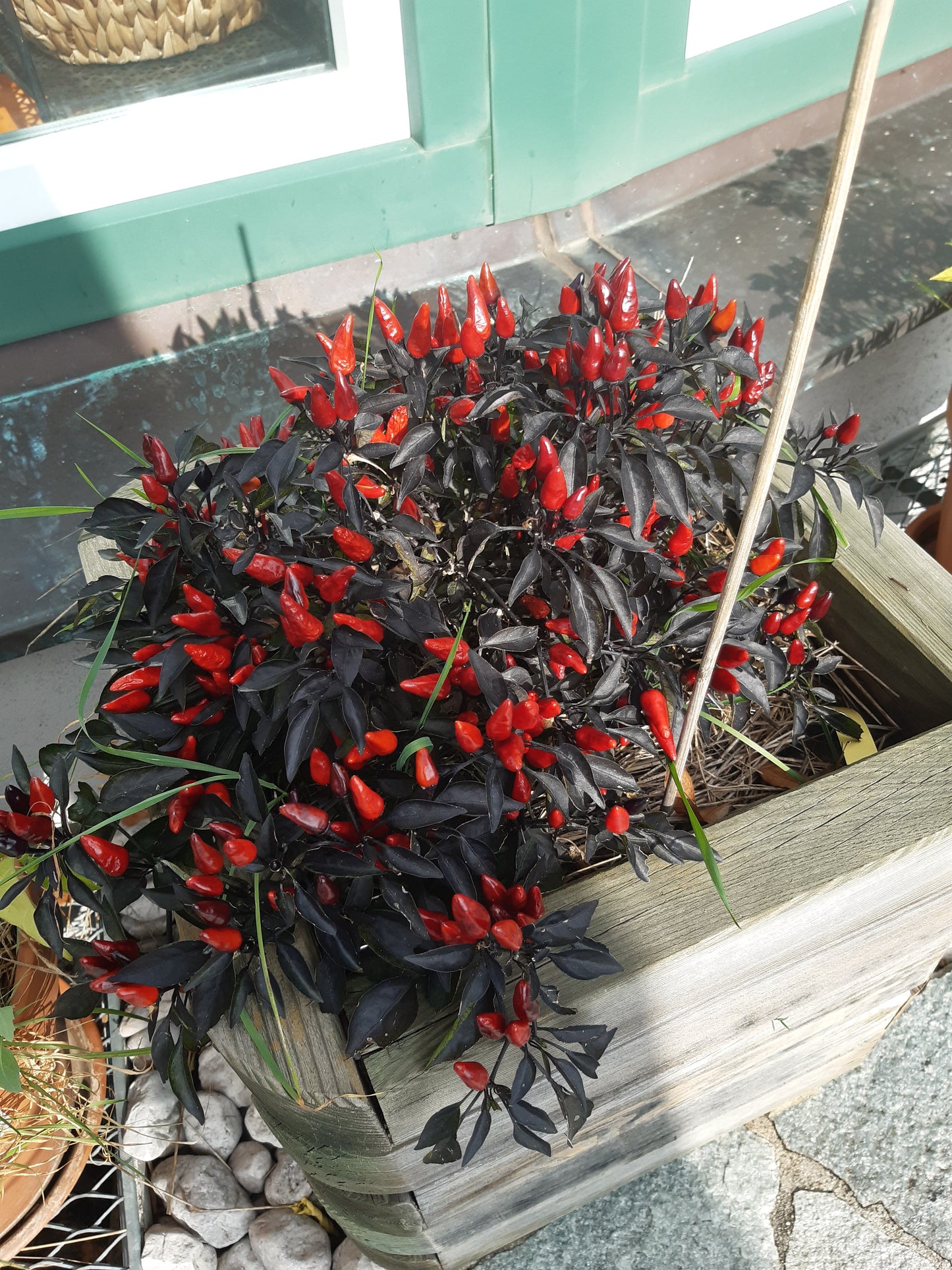 Explosive Ember DER TOMATENFLÜSTERER