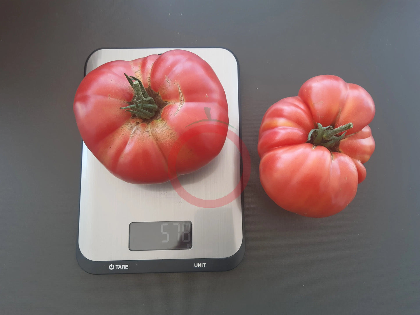 Familiale de Kakhetie DER TOMATENFLÜSTERER