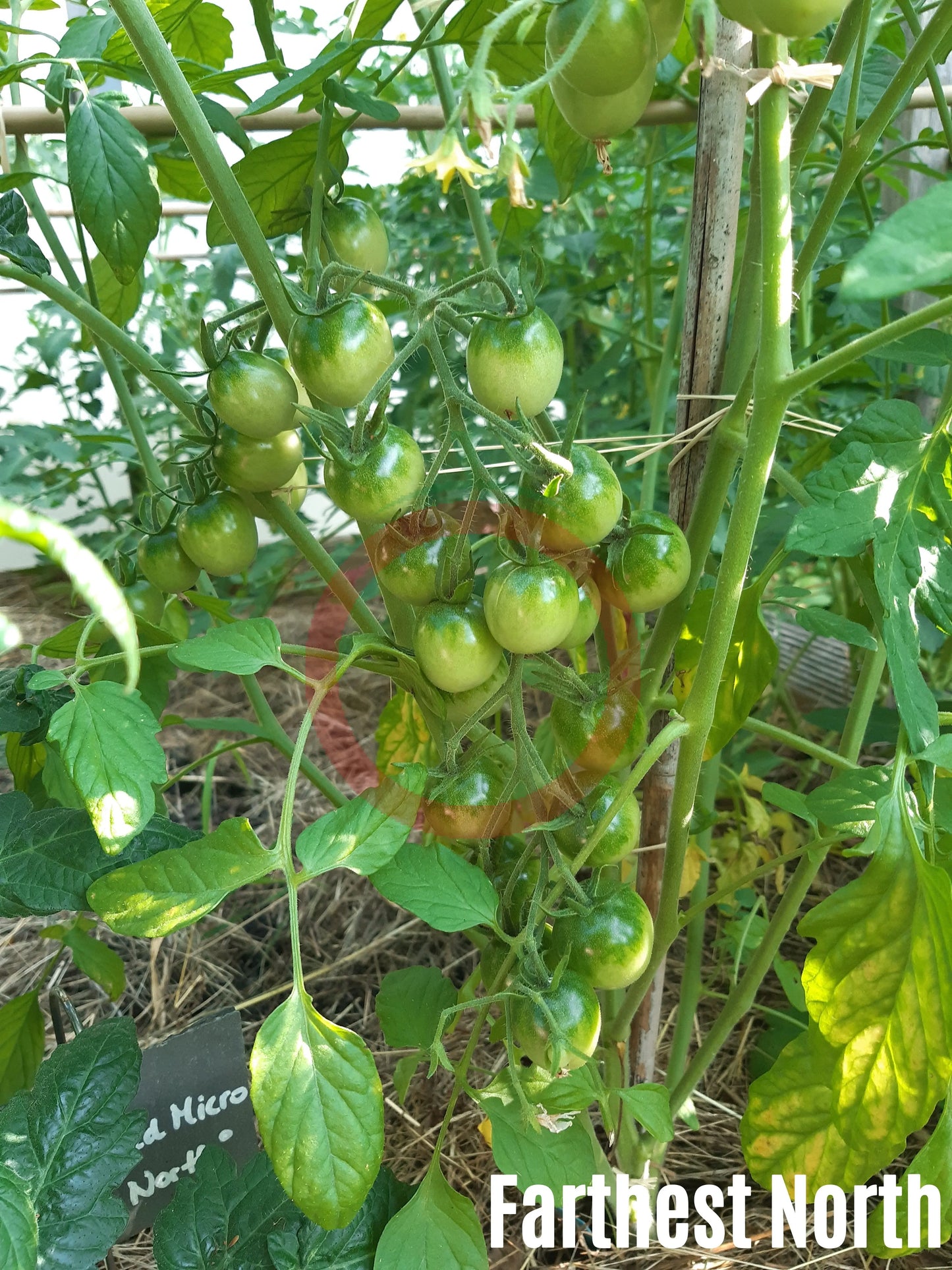 Farthest North DER TOMATENFLÜSTERER