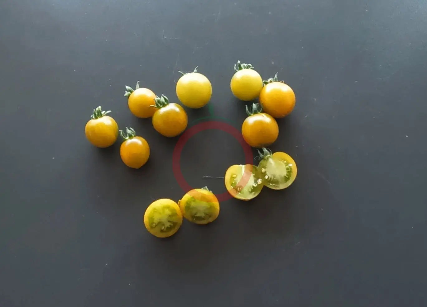 Fat Frog DER TOMATENFLÜSTERER
