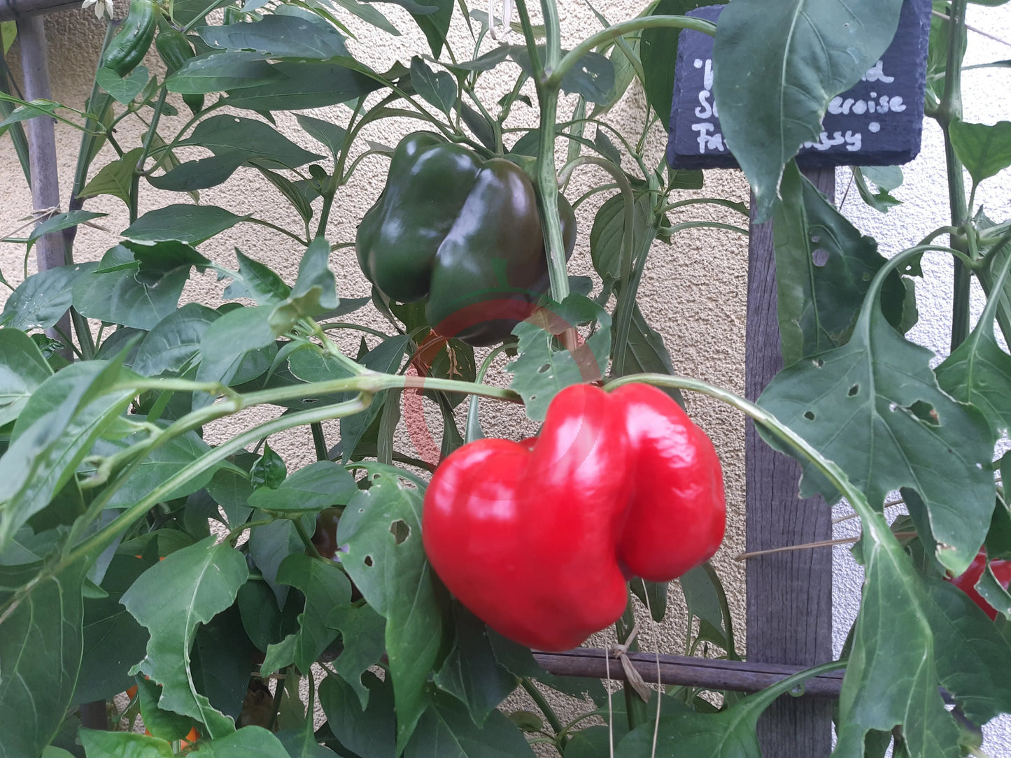 Fat´N´Sassy DER TOMATENFLÜSTERER