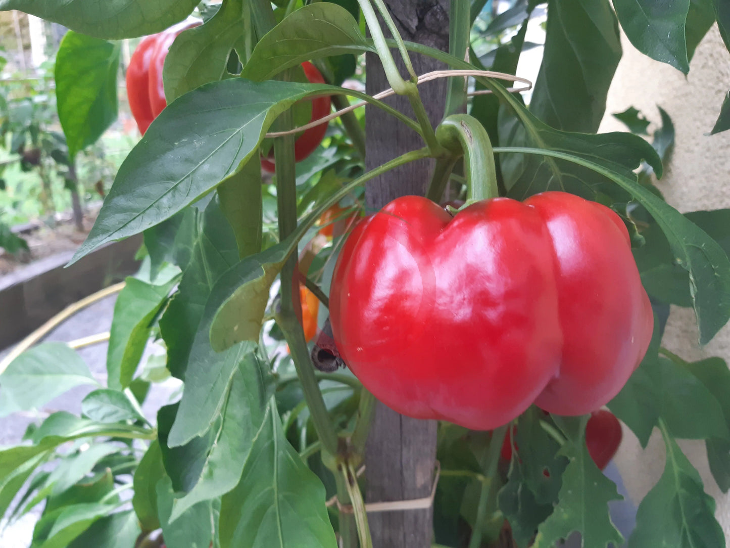 Fat´N´Sassy DER TOMATENFLÜSTERER