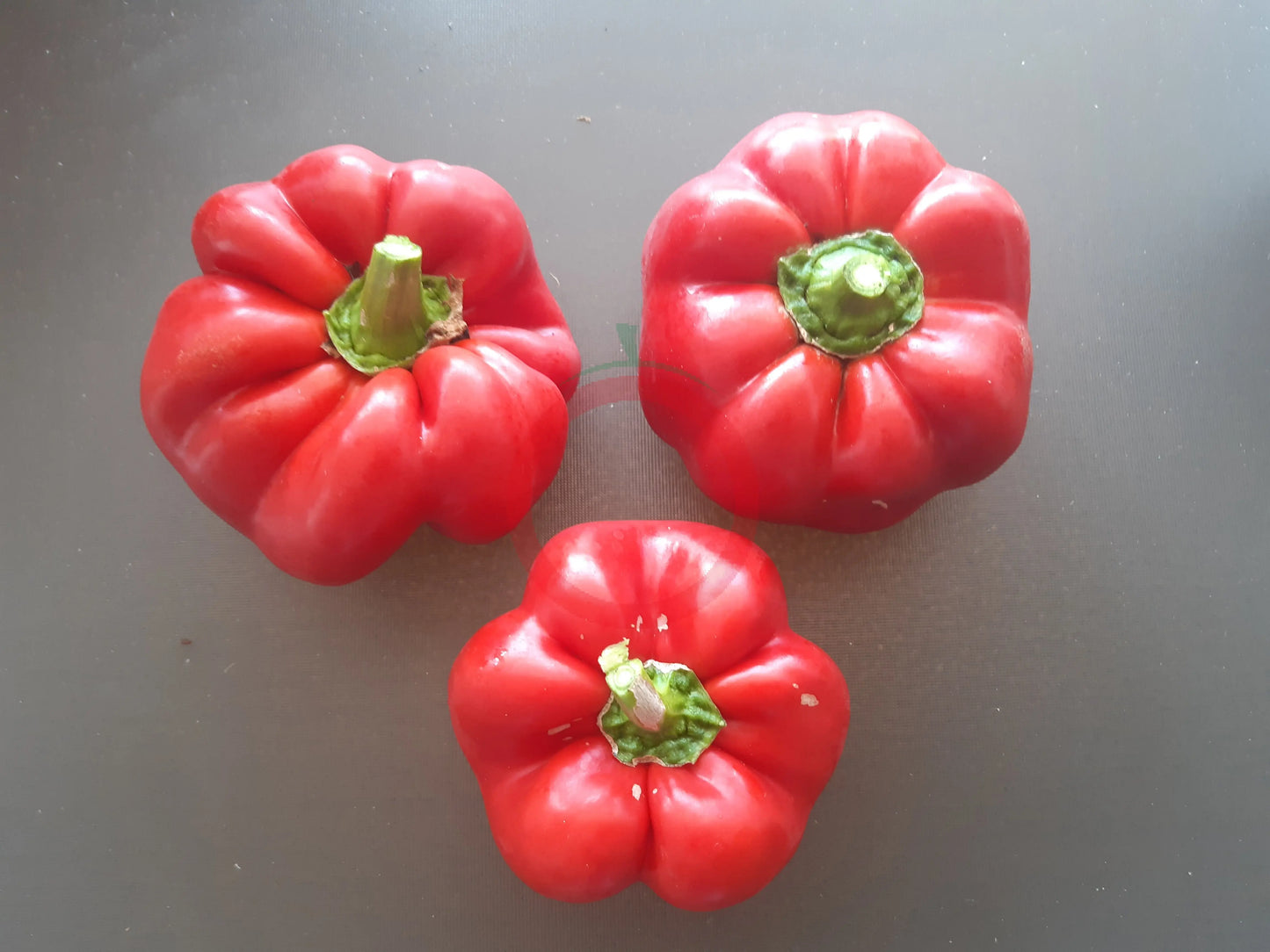 Fat´N´Sassy DER TOMATENFLÜSTERER