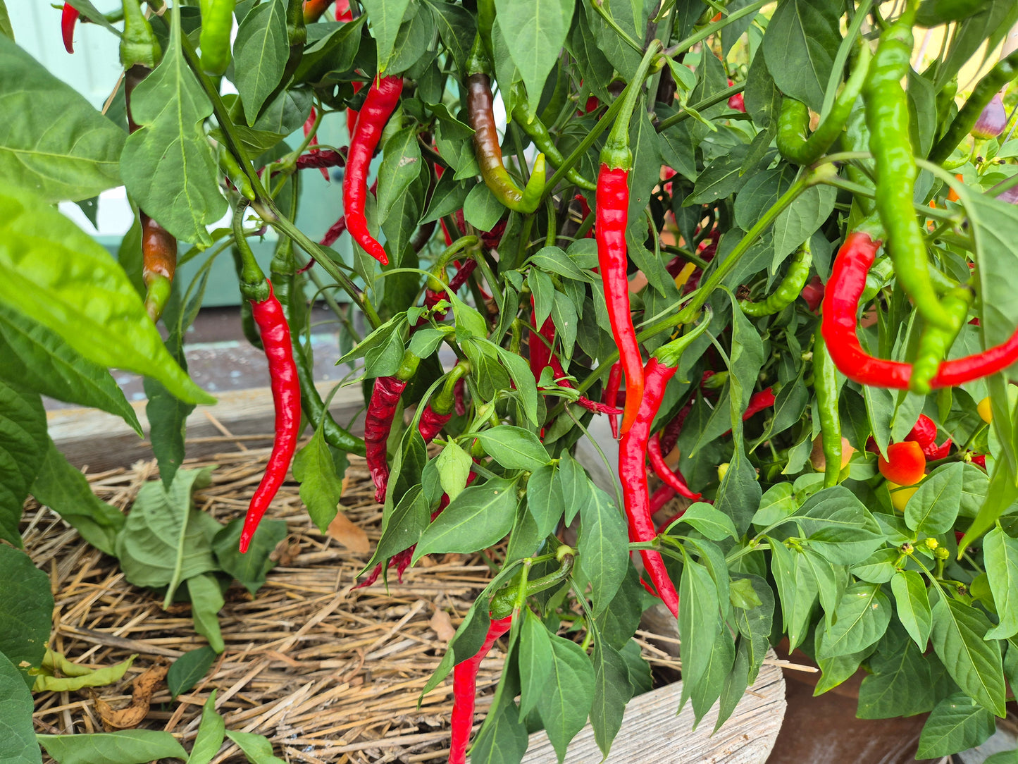 Favignana DER TOMATENFLÜSTERER