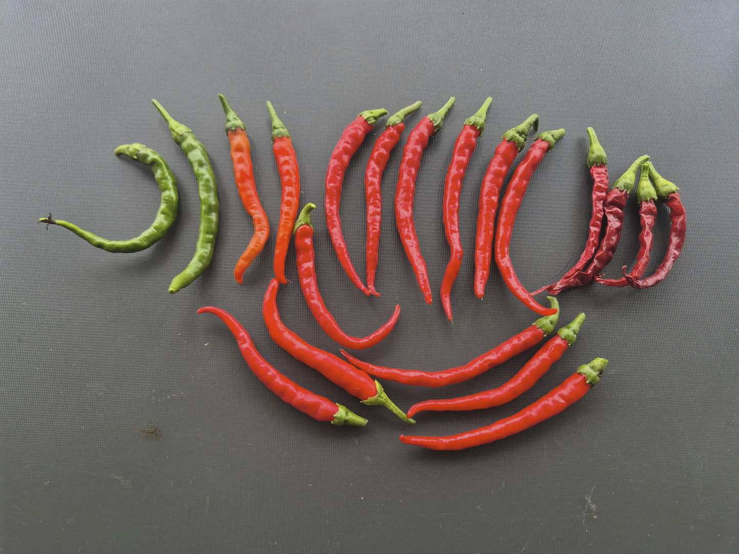 Favignana DER TOMATENFLÜSTERER
